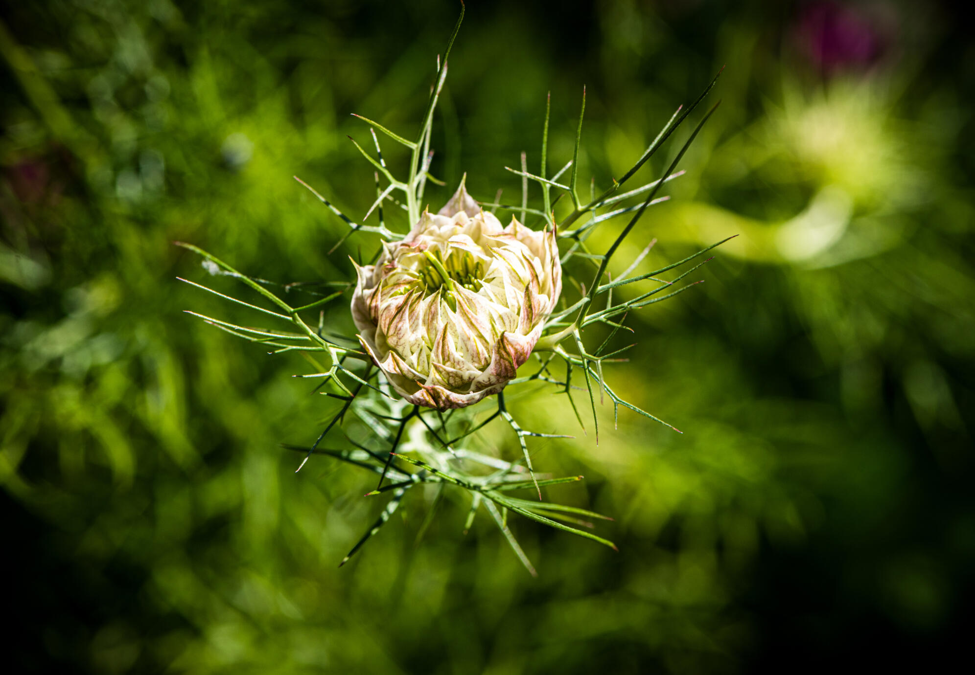 WesenskernArlberg Trainerin für Autogenes Training